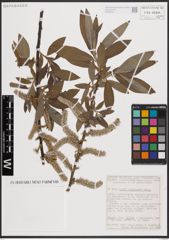 Foto von Salix dasyclados Wimm.